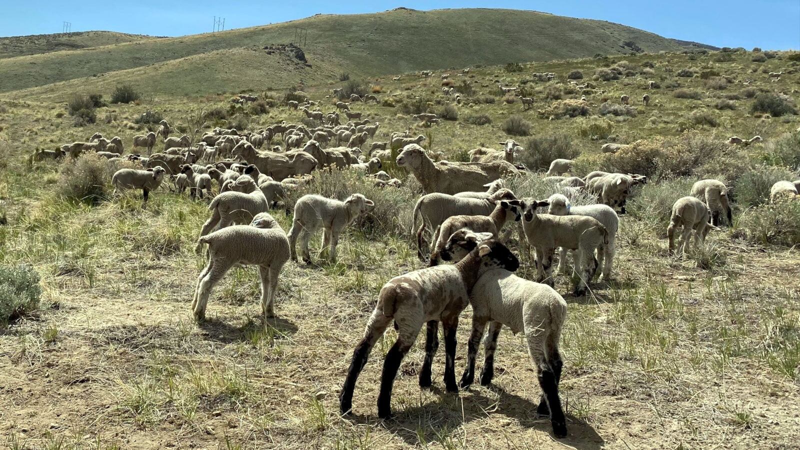 Carson City to utilize grazing sheep in bid to prevent wildfires