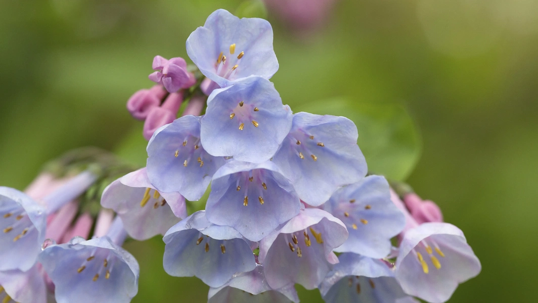 Create your own dreamy bluebell haven