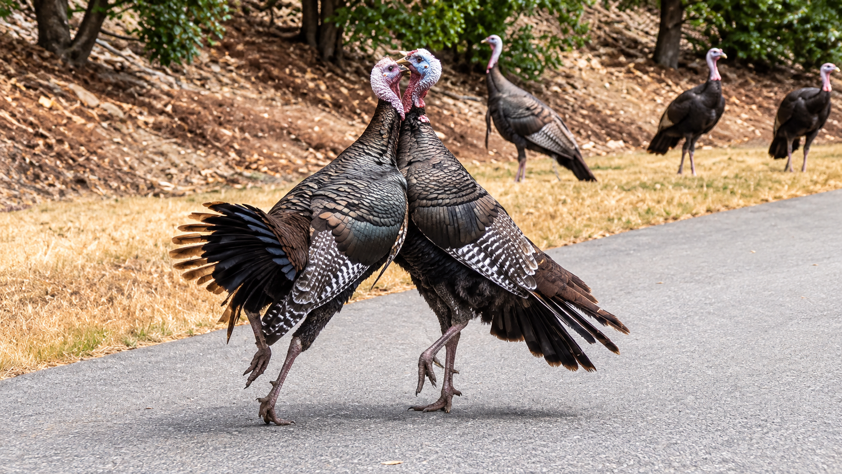 Driver spots what looks like two conjoined turkeys fighting