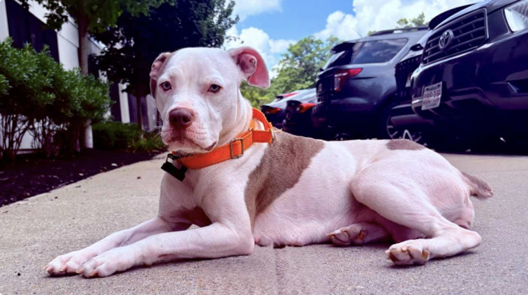 1-year-old pup who gave birth 2 days after being rescued now ready to ...