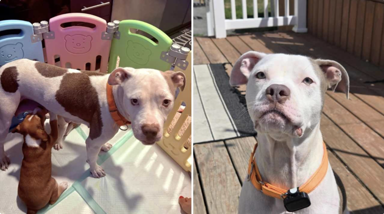 1-year-old pup who gave birth 2 days after being rescued now ready to ...