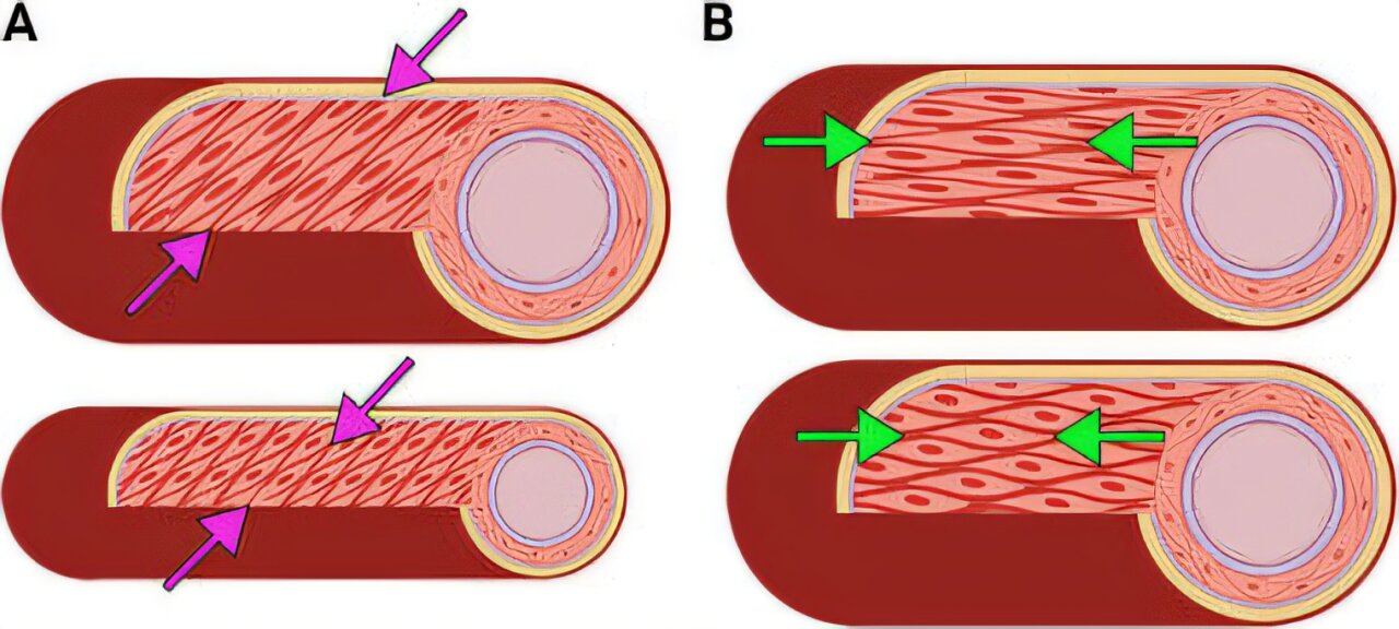 Muscle cells self-organize into spirals, advancing efforts to engineer ...