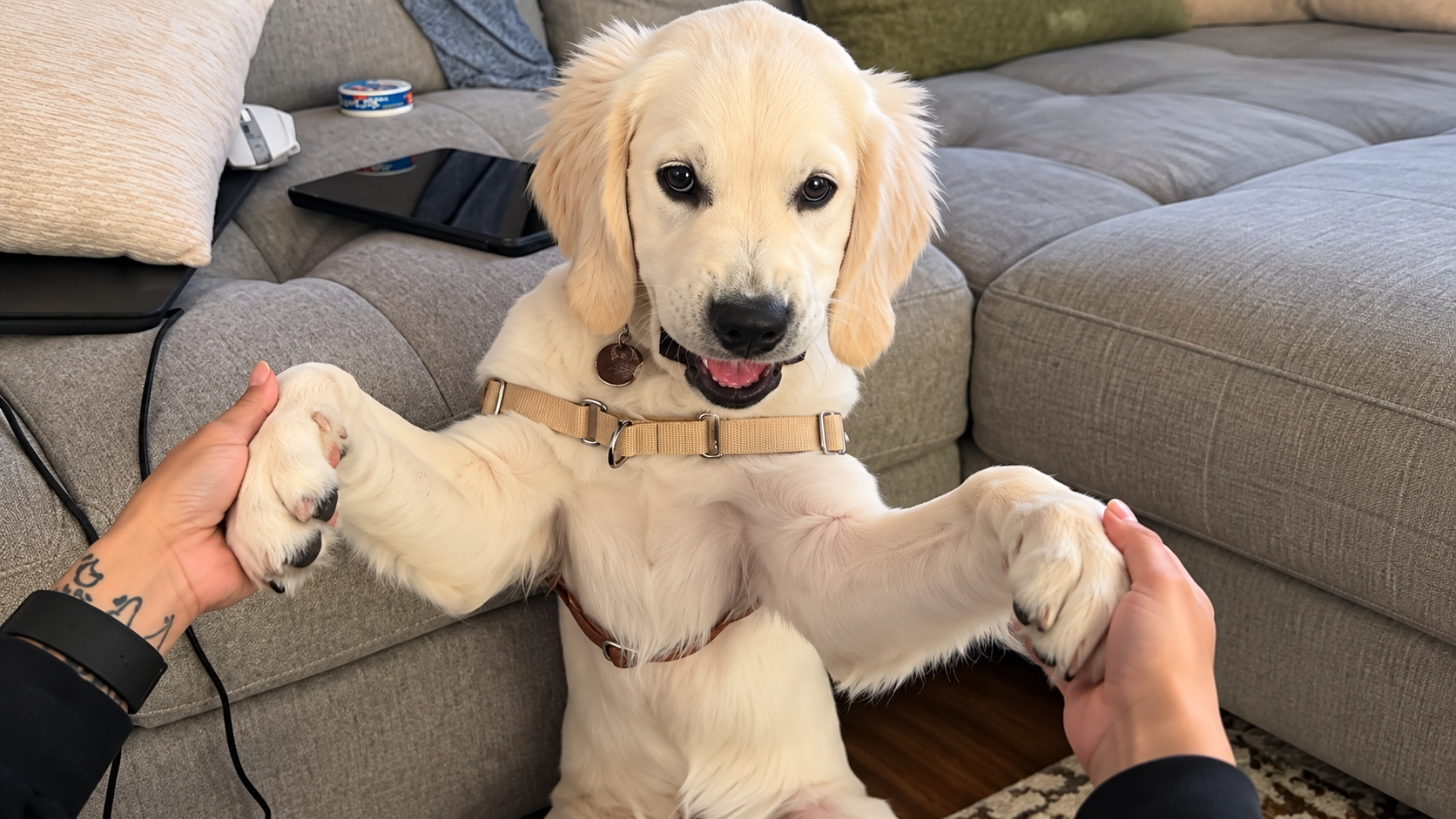 Puppy has the cutest reaction to losing her baby teeth