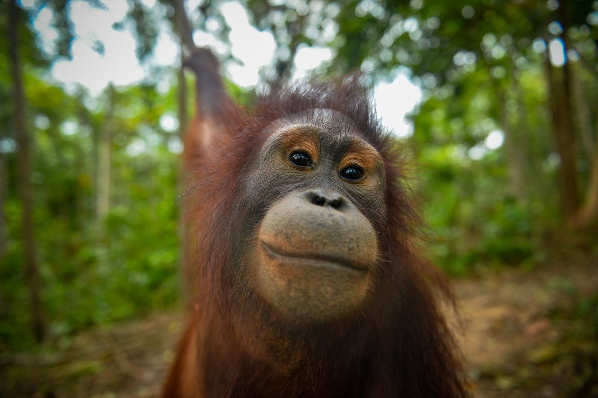 4 arti mimpi orang utan dalam primbon Jawa, bisa jadi gambaran masalah ...