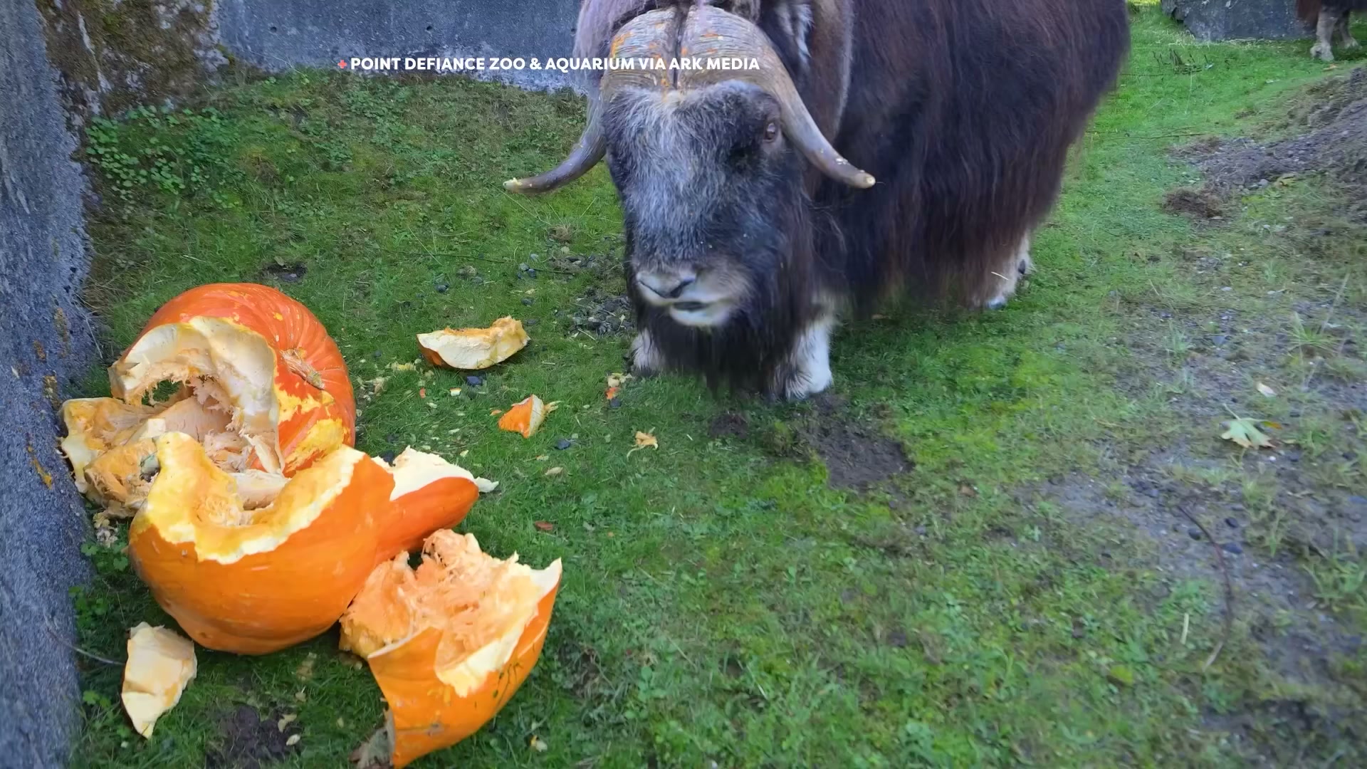Animals race for treats at Point Defiance Zoo