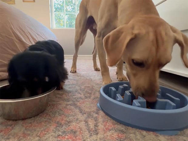 How pet food inflation is hitting owners in their wallets