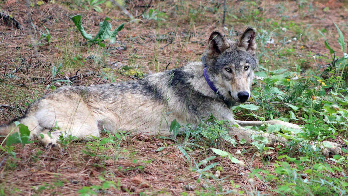 Should wolves lose endangered species status? Trump administration says ...