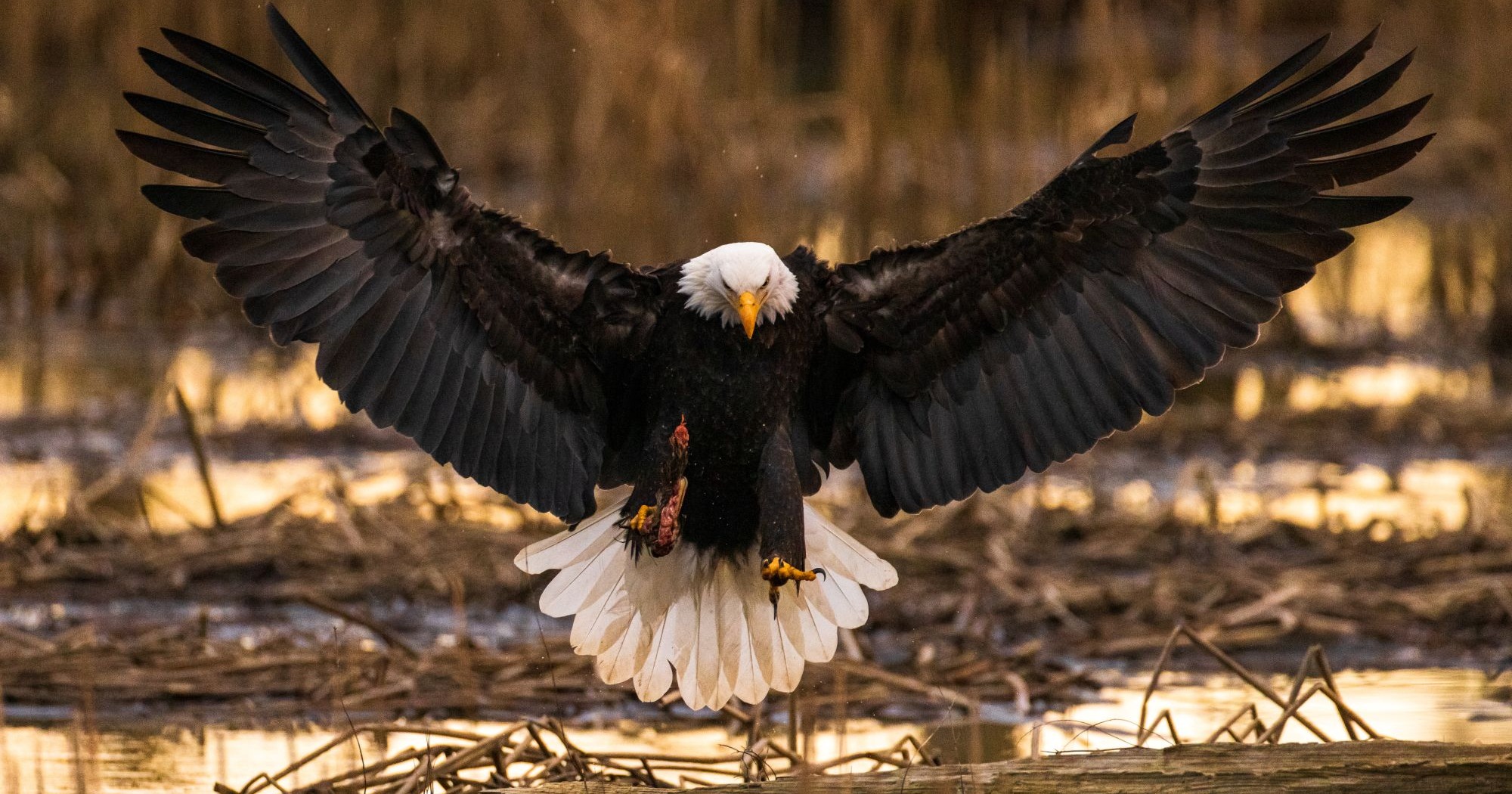 Changes to Endangered Species Act could put MS animals at risk