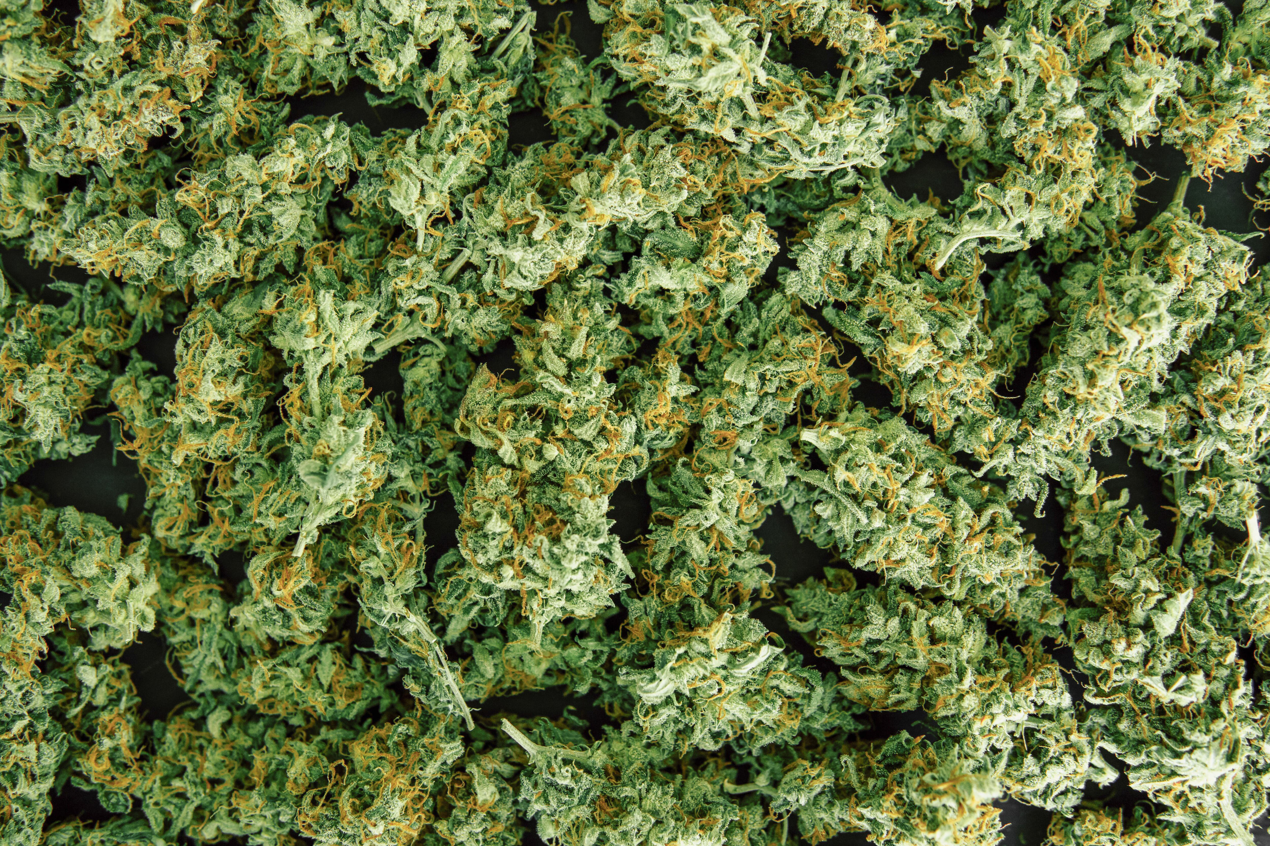 What federal marijuana rescheduling means for South Dakota’s medical ...