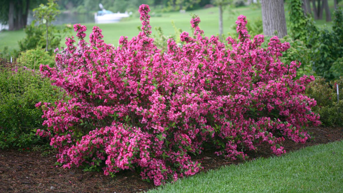 10 low-maintenance flowering shrubs that look gorgeous without much work