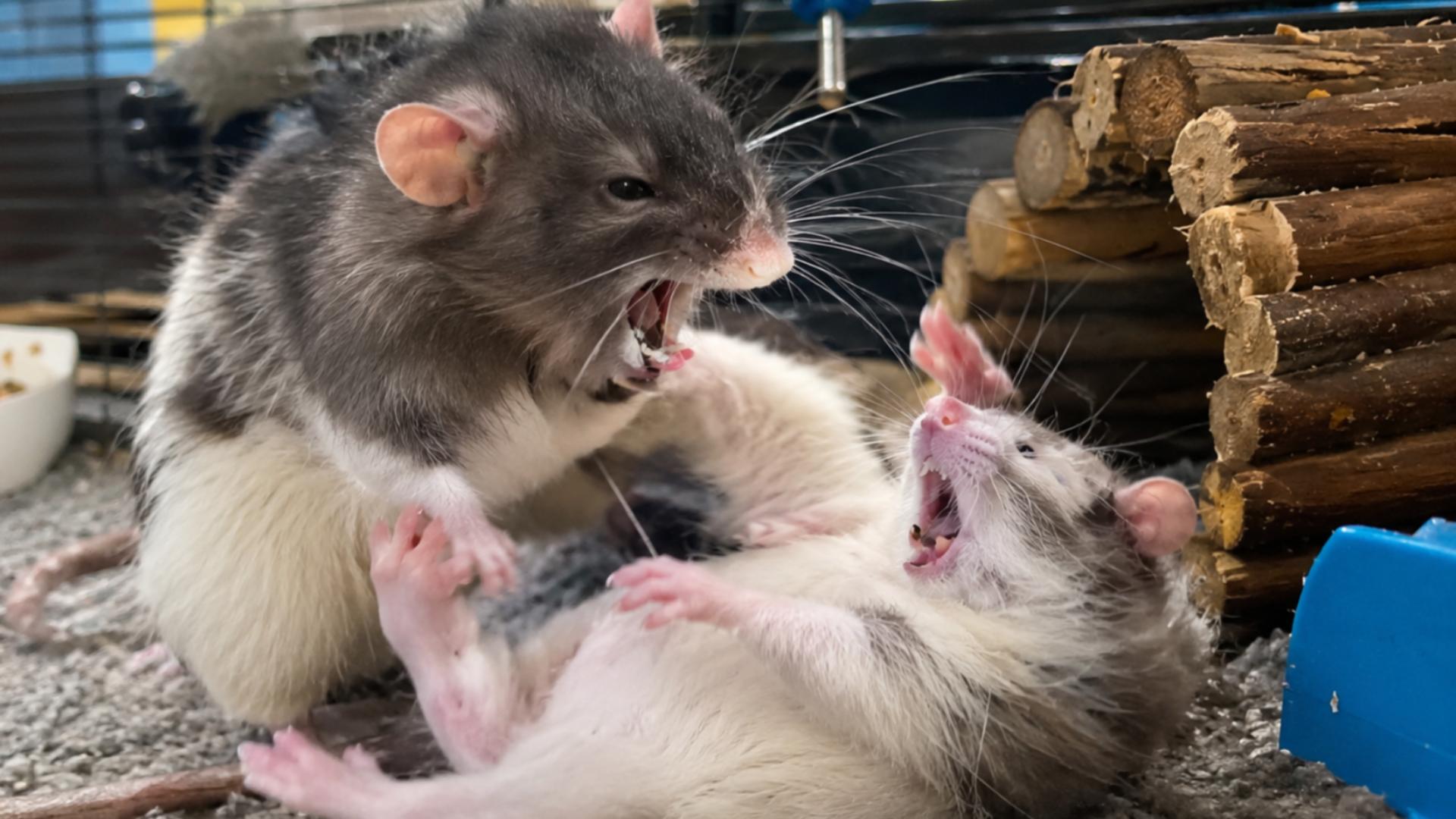 Fierce rat showdown spits wild backflips and crazy fight stunts