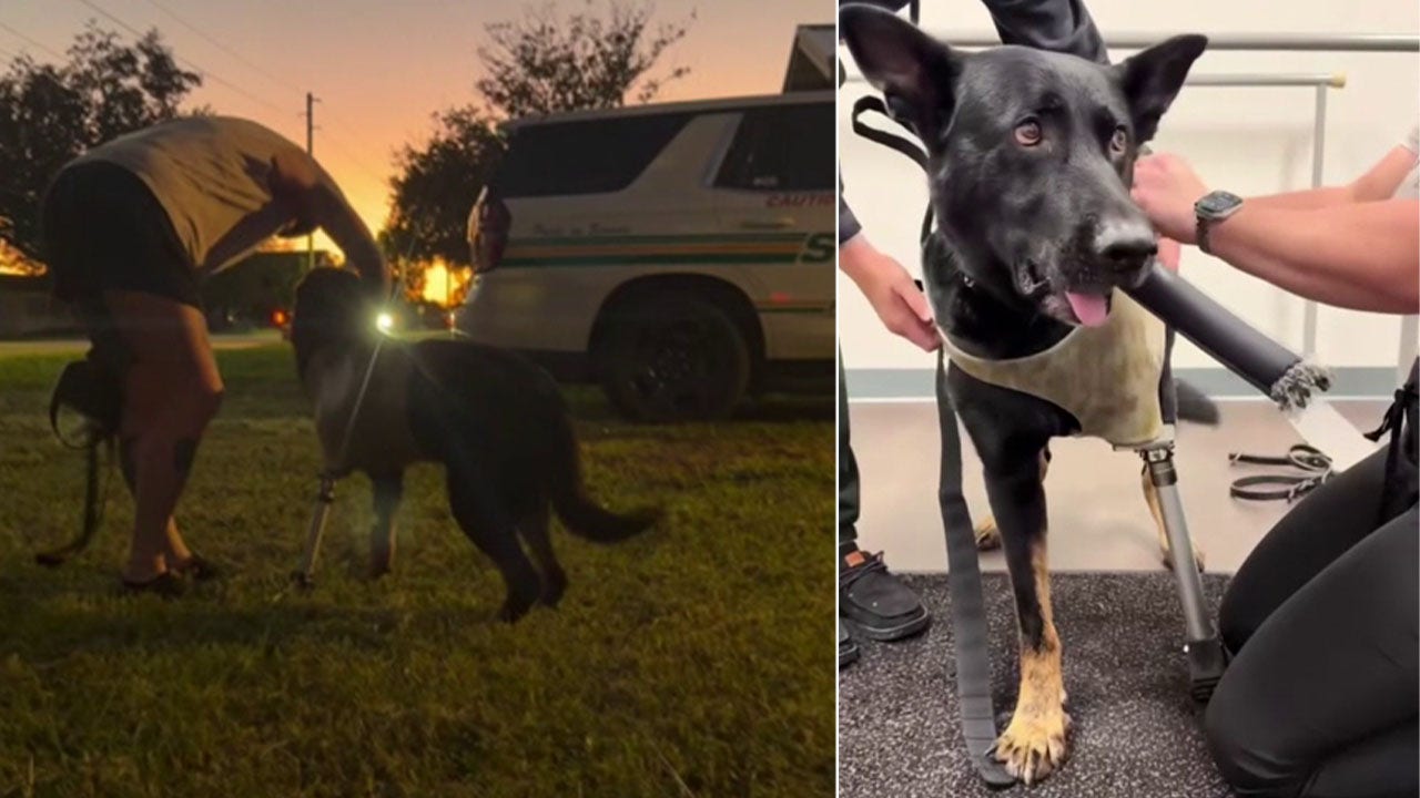 Polk County K9 Ace receives custom prosthetic leg after line-of-duty ...