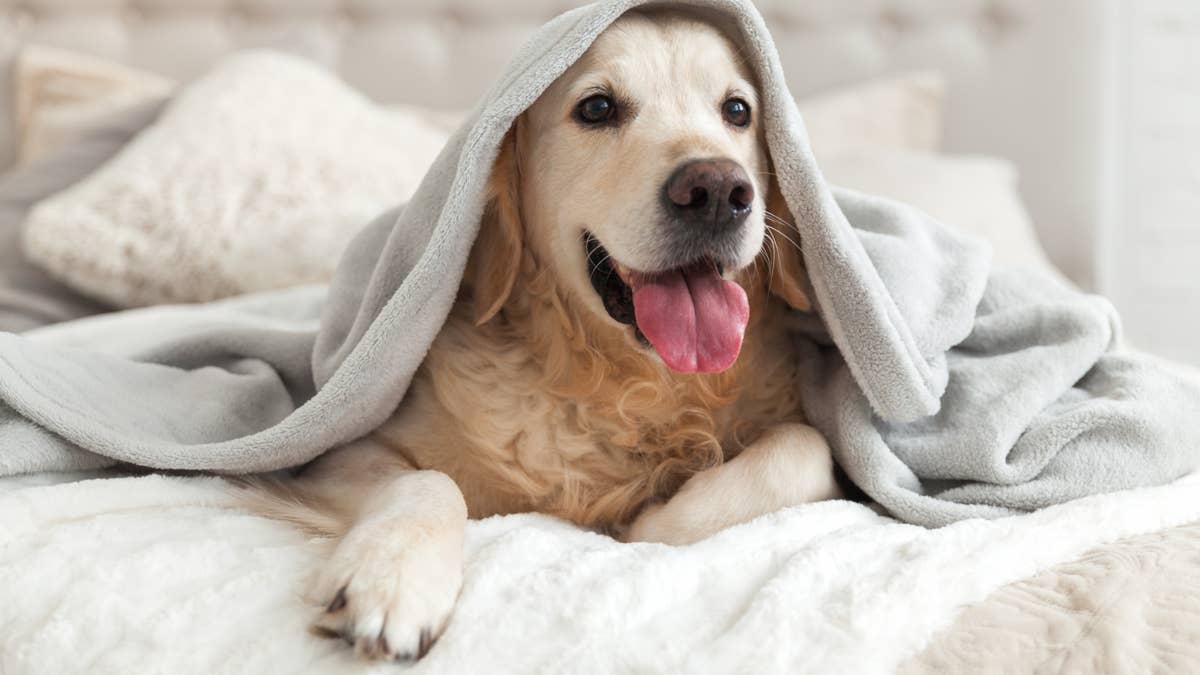 Playful golden retriever thinks an air mattress is his new toy and ...
