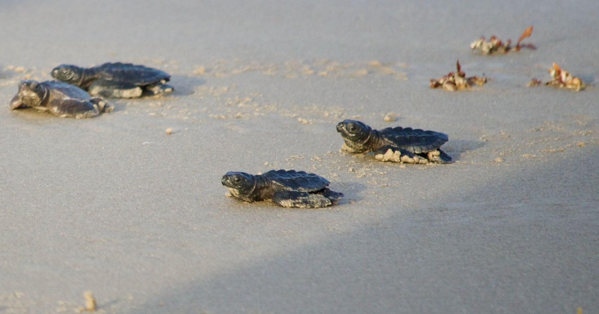 Texas species could be at risk from changes to Endangered Species Act