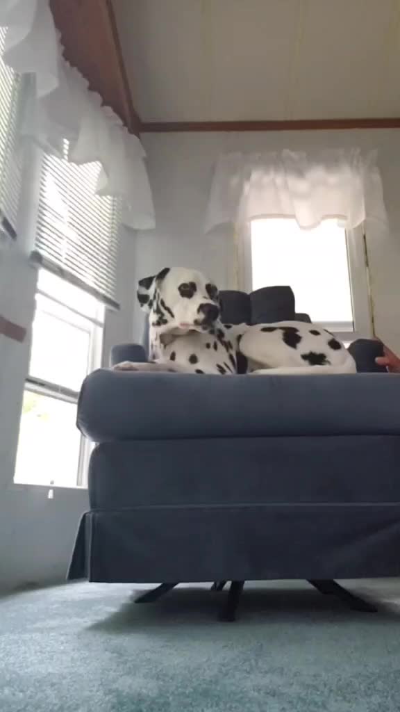 Dalmatian relaxing on a rocking chair