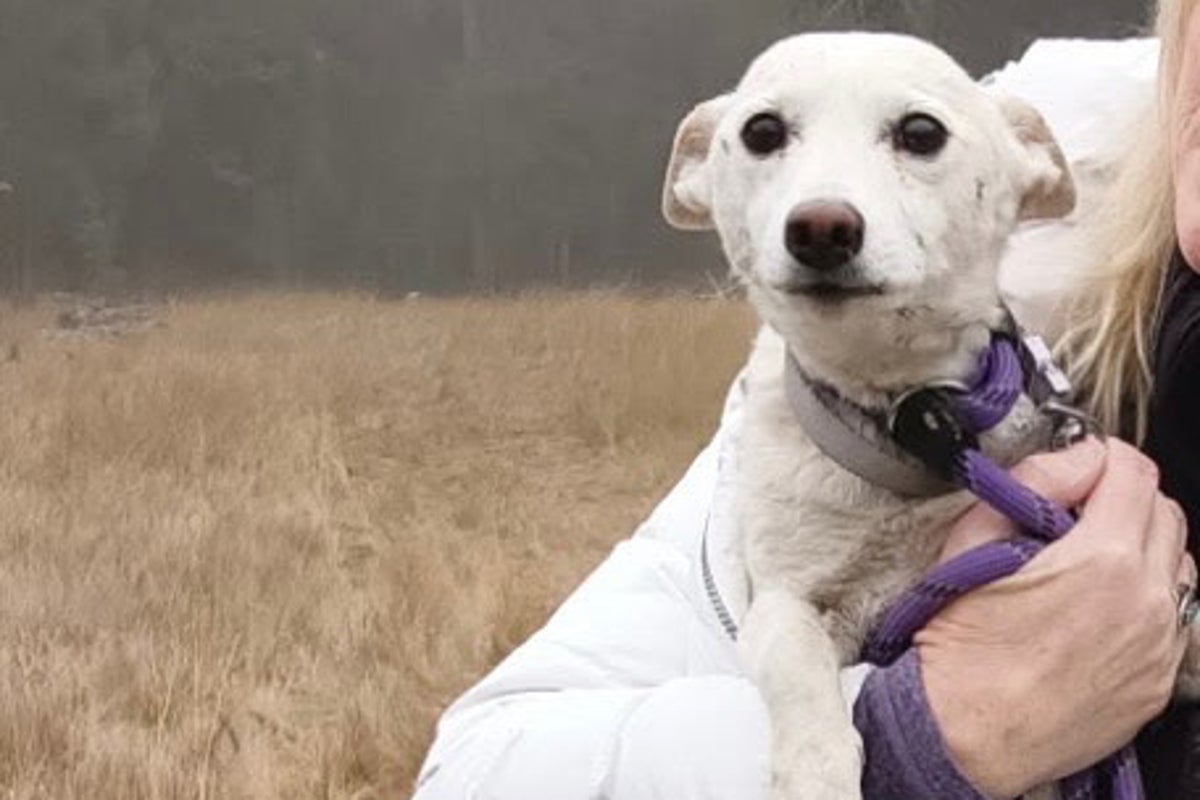 Dog feared dead in Yellowstone found alive after five weeks
