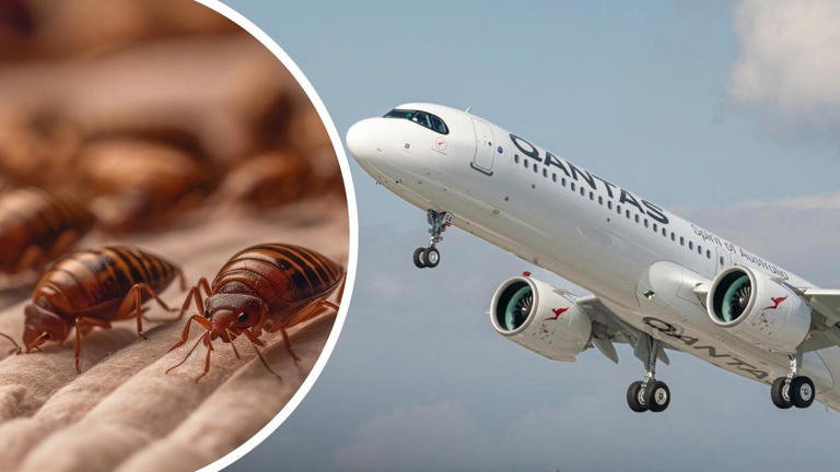 Bugs just kept coming: Passengers on board nightmare Qantas flight from ...