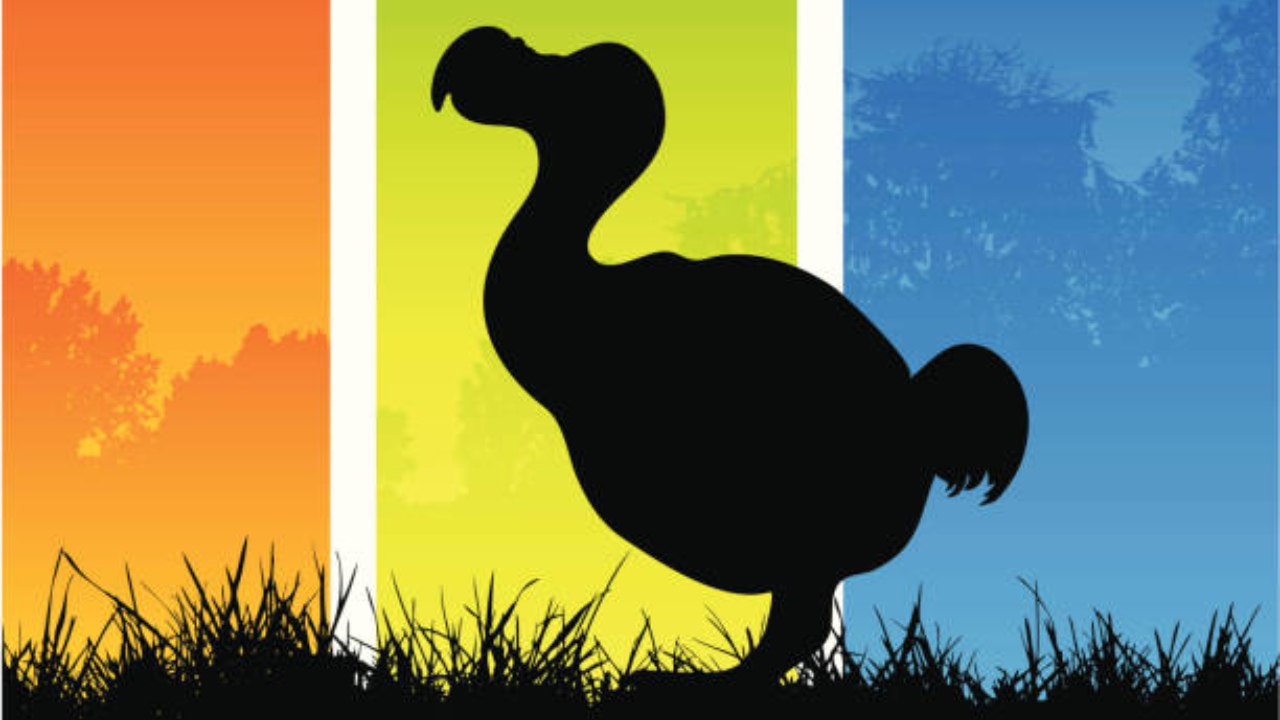 Could the dodo return? US firm maps 95% of its genome and identifies ...