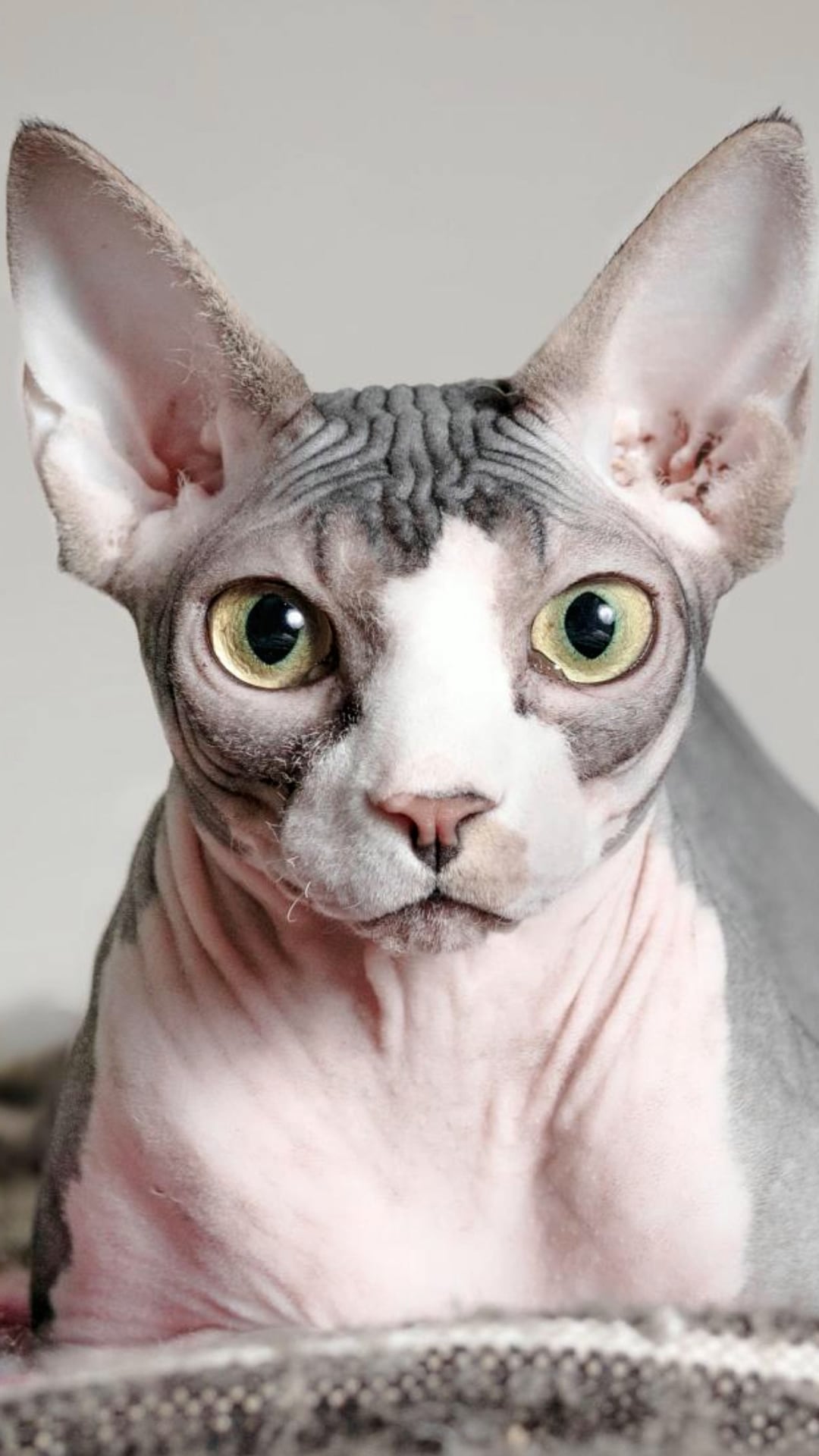 5 cat breeds most prone to health issues