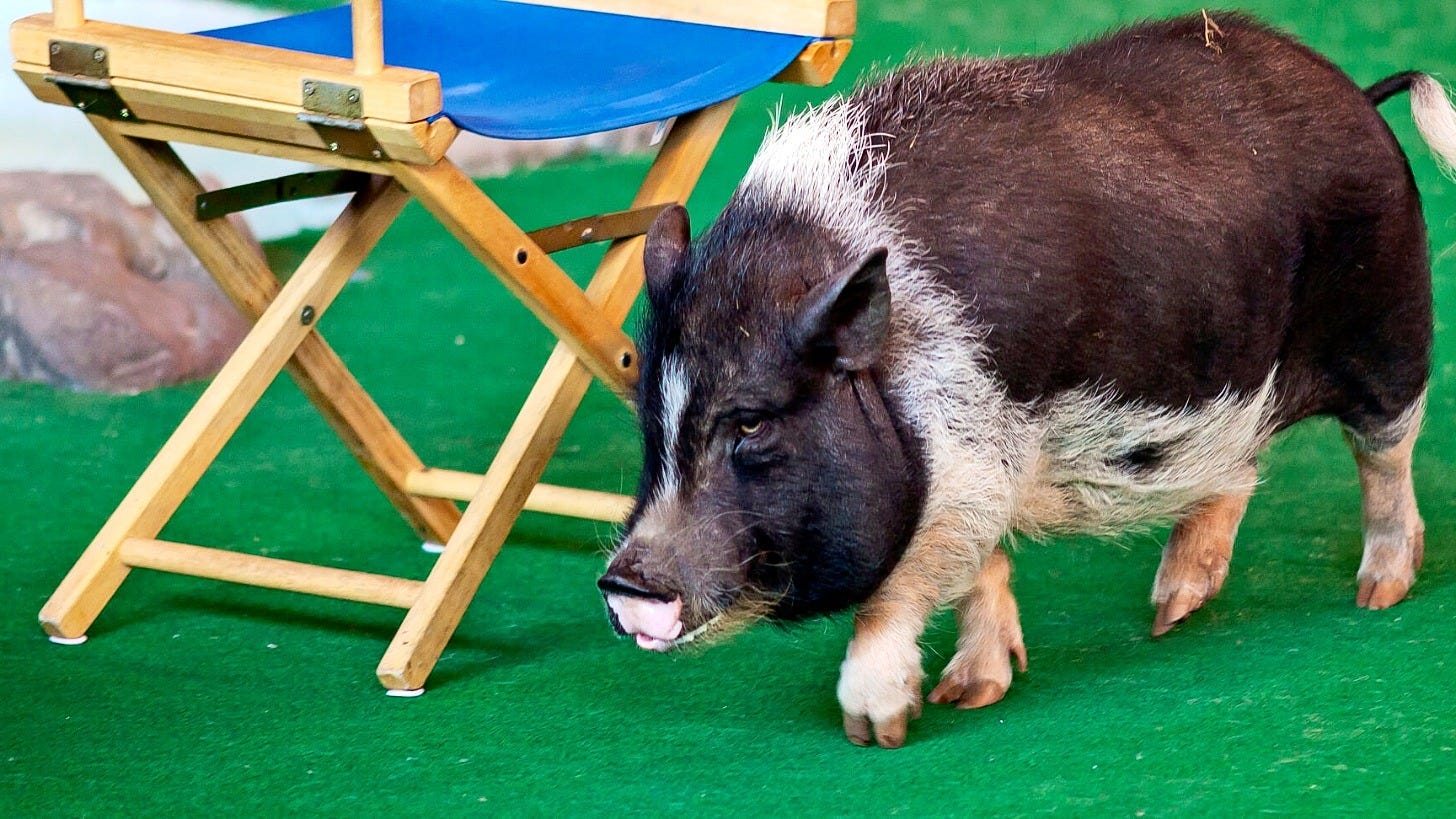 Universal Orlando's Animal Actors show ends Nov. 2 after 36 years