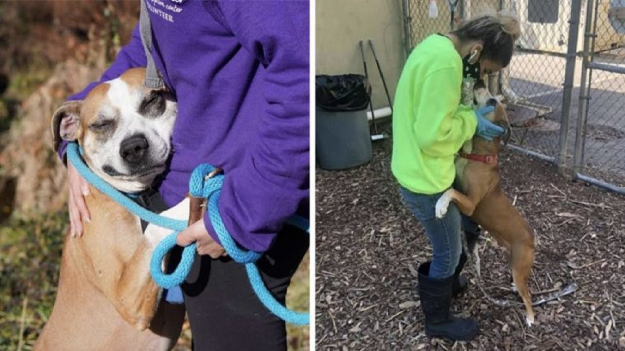 Dog is so grateful to be rescued he can’t stop hugging every human he meets