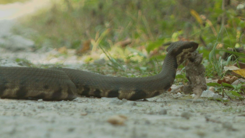 Snake Road in Illinois' Shawnee National Forest is only known road in US to close for reptile migration