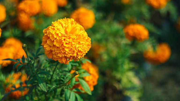 Eco-friendly backyard mosquito defense: Plants vs. professional treatments