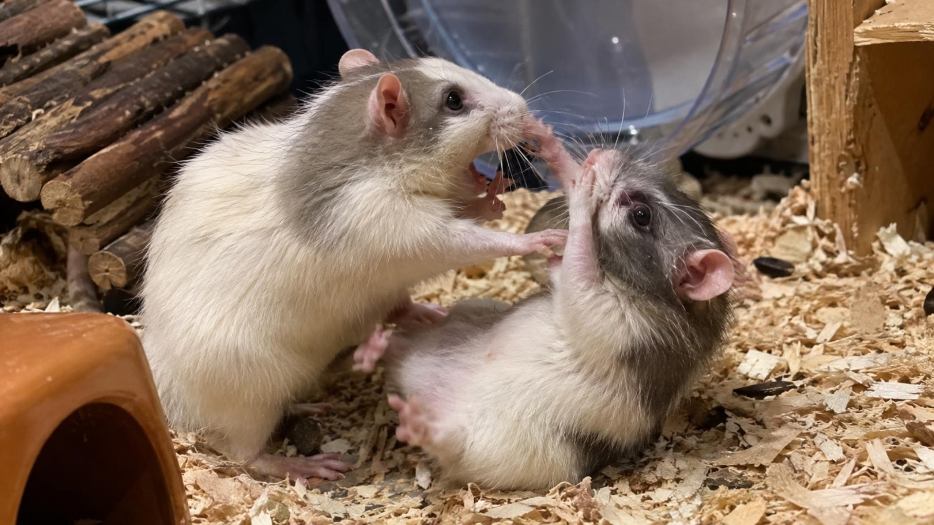 Top 1 anime fights two fluffy chaos potatoes exchanging zero-damage punches