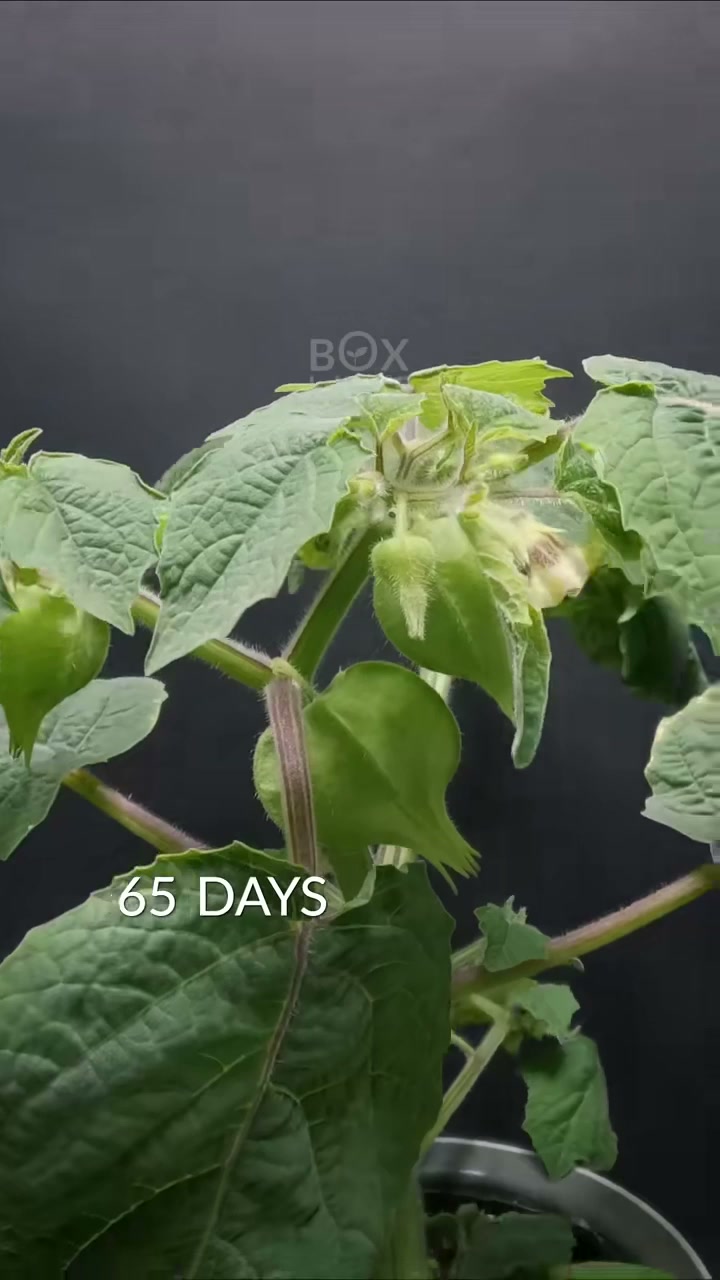 Goldenberry timelapse loop