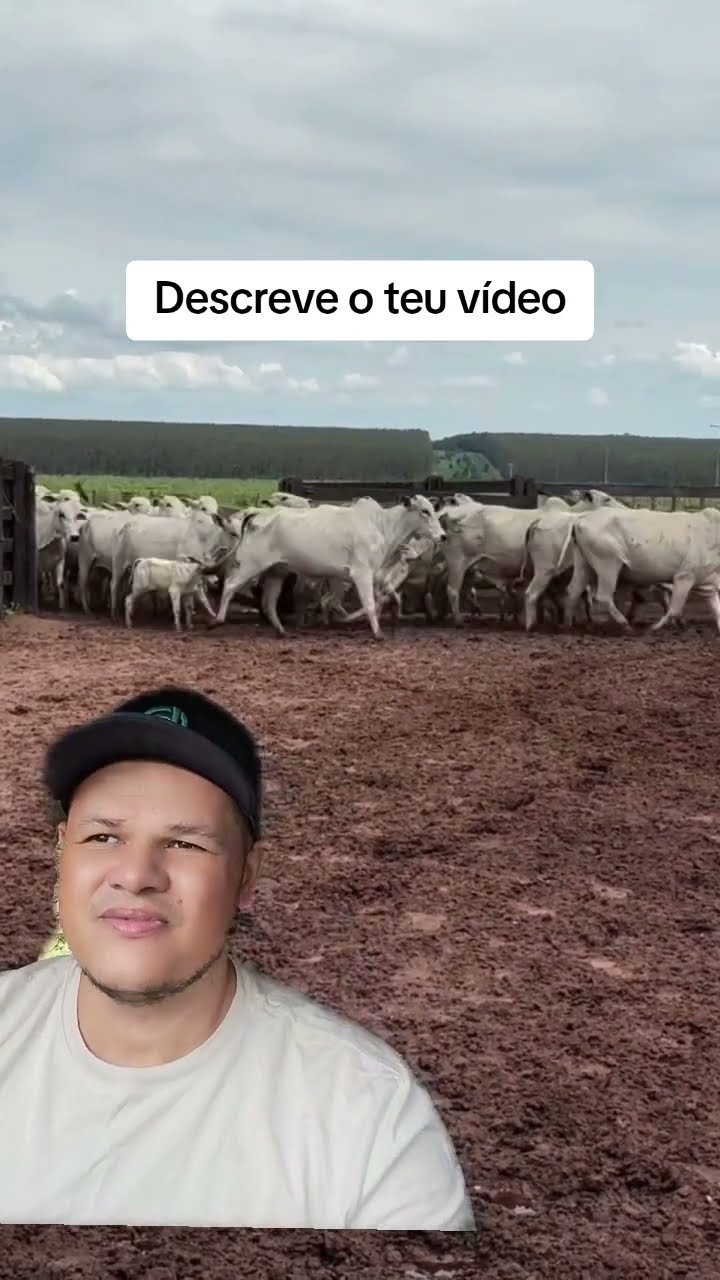Animais inteligentes, observem. Vaca e bezerros Nelore. #agropecúaria # ...
