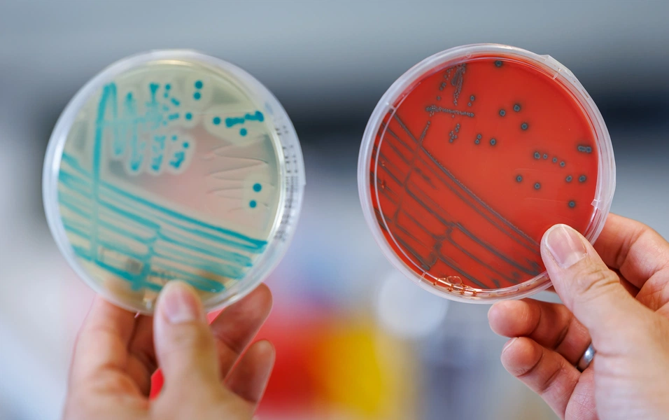 Bacteria up close: your tiny neighbors decoded