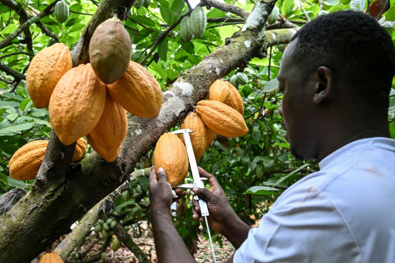 World's top cocoa producer aims for a climate-tough bean