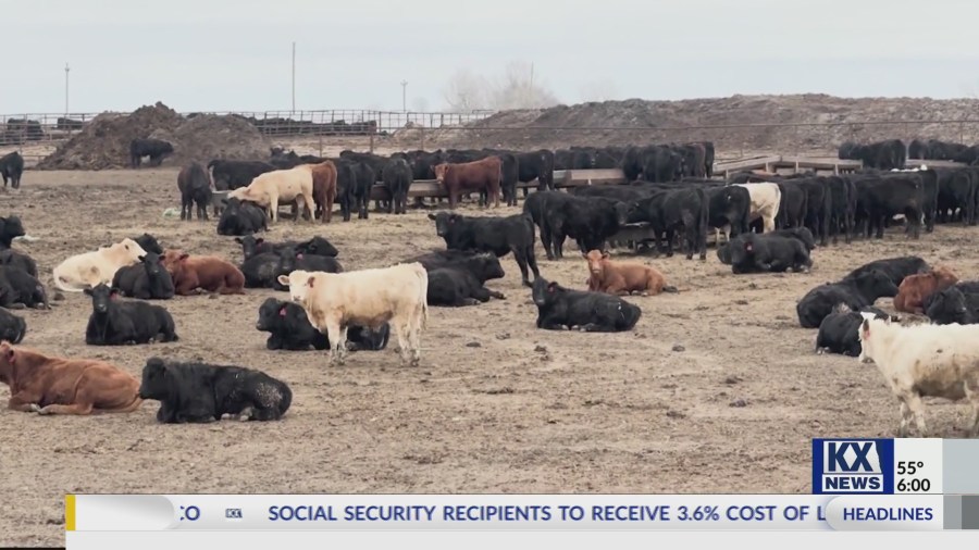 Sawyer man sentenced for witness tampering related to animal carcass ...