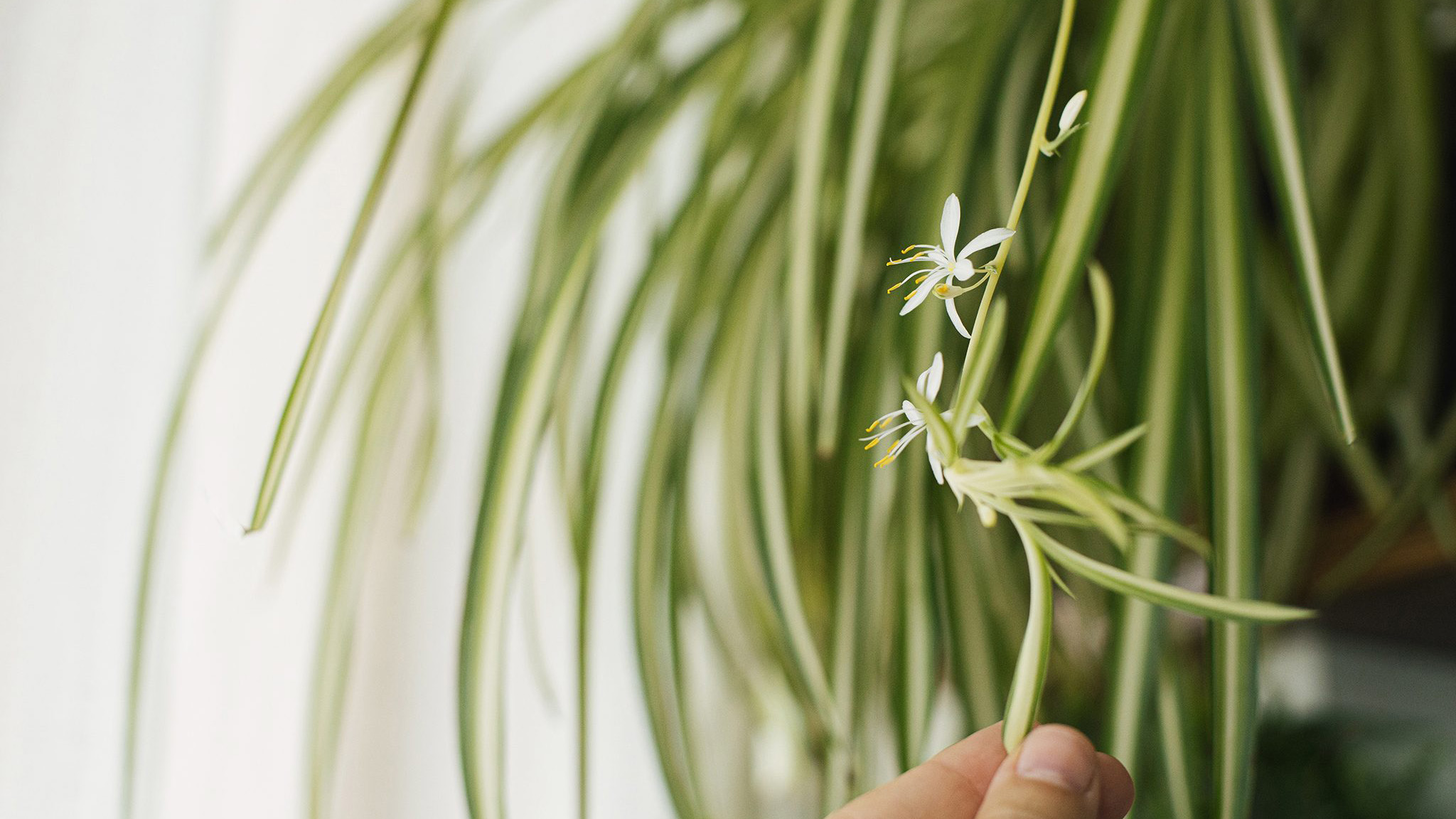 Should I cut the babies off my spider plant?