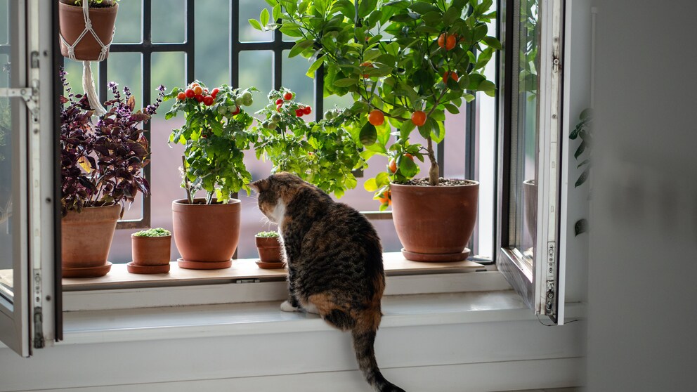 Welche beliebten Pflanzen für Katzen hochgiftig sind