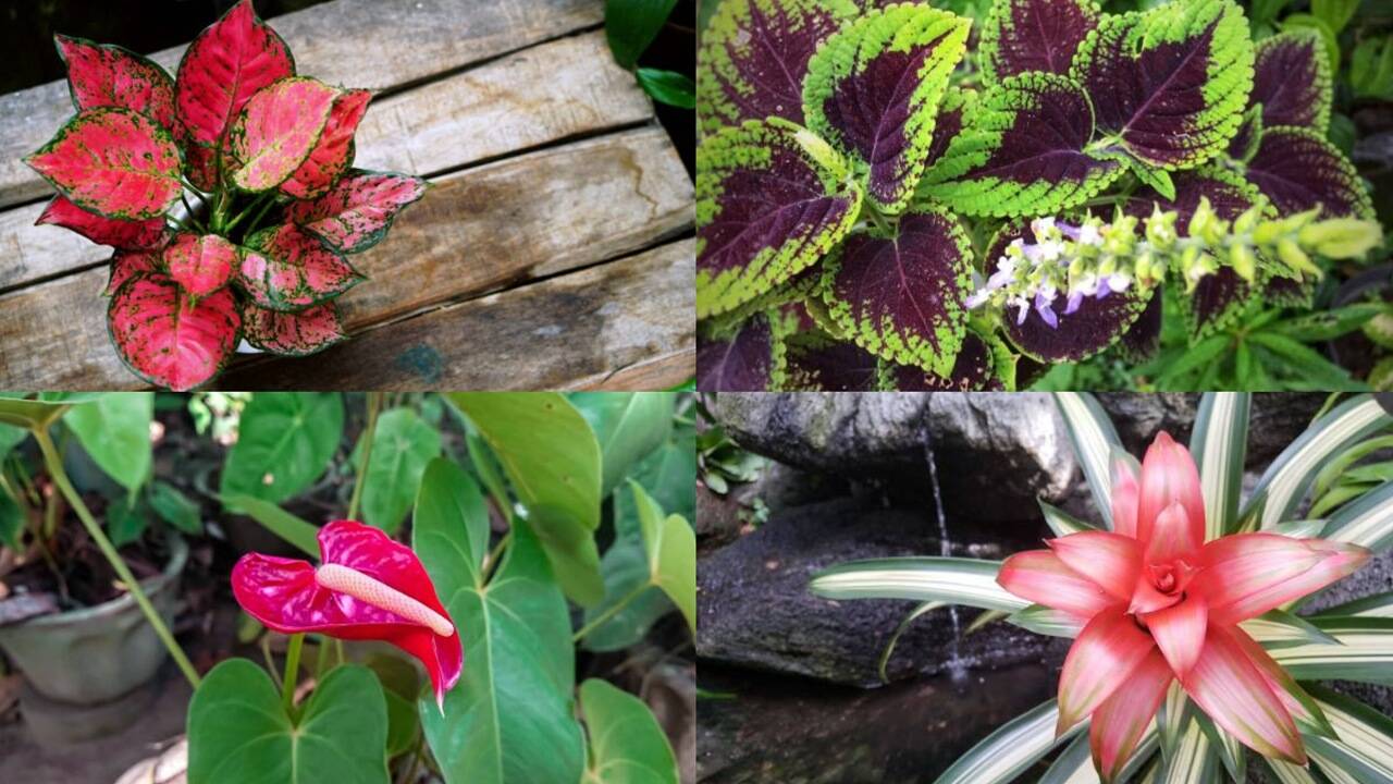 Forget money plants, these 5 indoor plants will add colour and style to ...