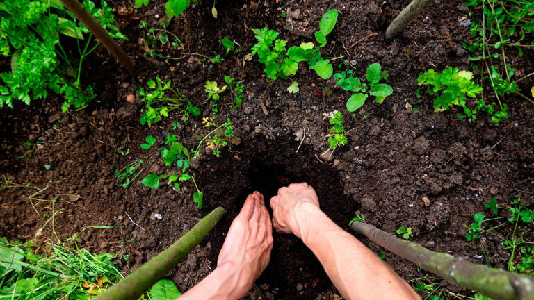 Planting bare root trees – why now is the best time and how to do it