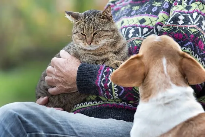 Do pets get jealous? What owners should know about clingy, pushy and ...