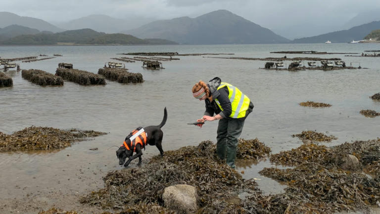 Dog that hunts invasive ‘sea vomit’ creature named animal of the year