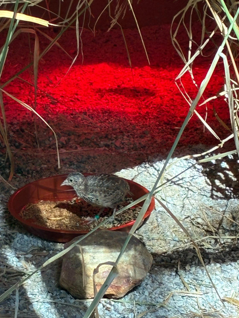Un uccello estinto in Europa potrebbe presto tornare in Spagna: il ...
