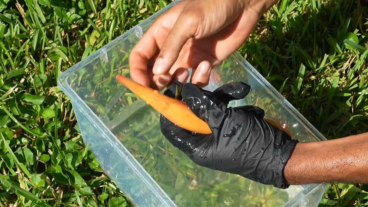 He lifted his orange exotic fish to check for parasites until its teeth ...