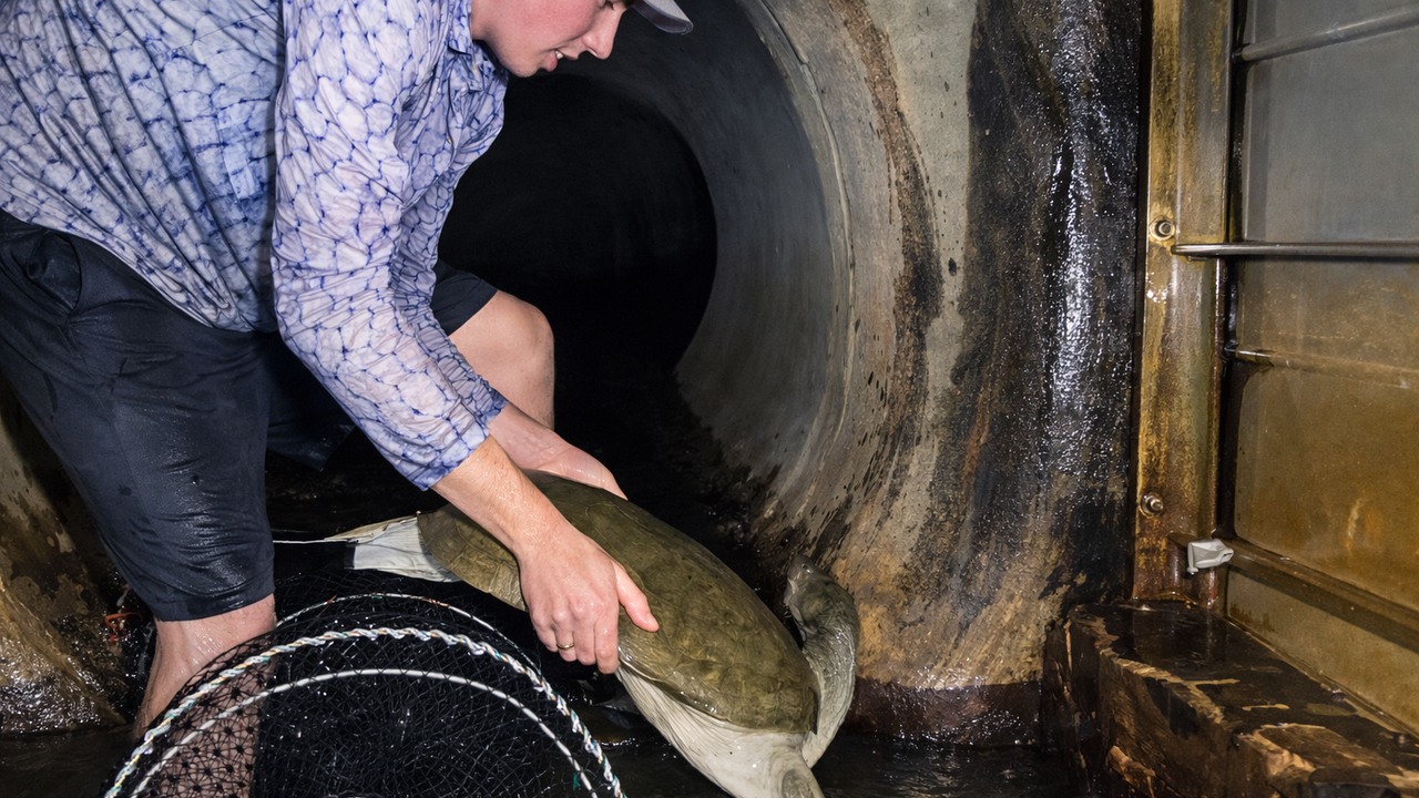 He tried pulling a giant turtle from the sewer knowing one sudden snap ...