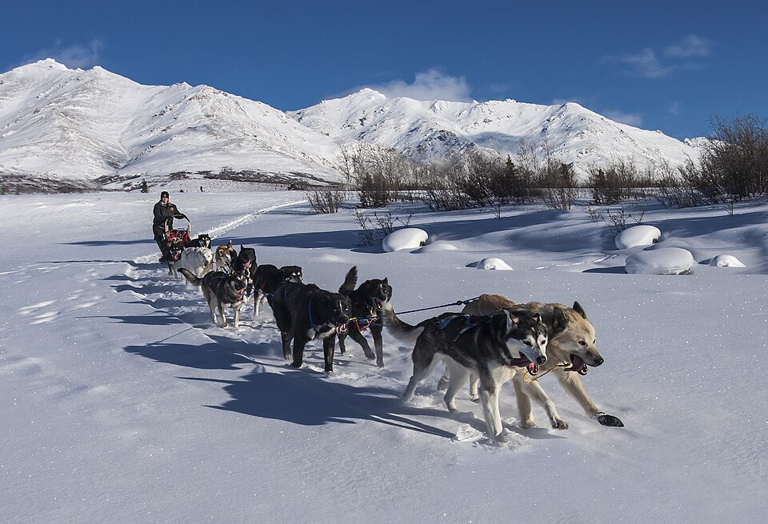 Shorter lower-leg bones may give sled dogs more pulling power