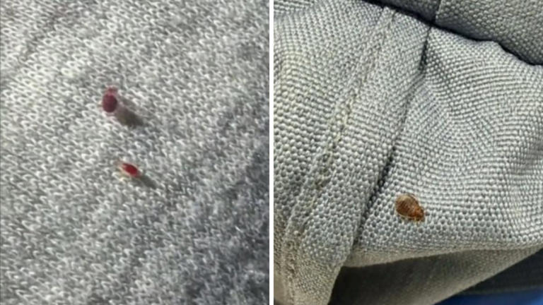 Bugs just kept coming: Passengers on board nightmare Qantas flight from ...