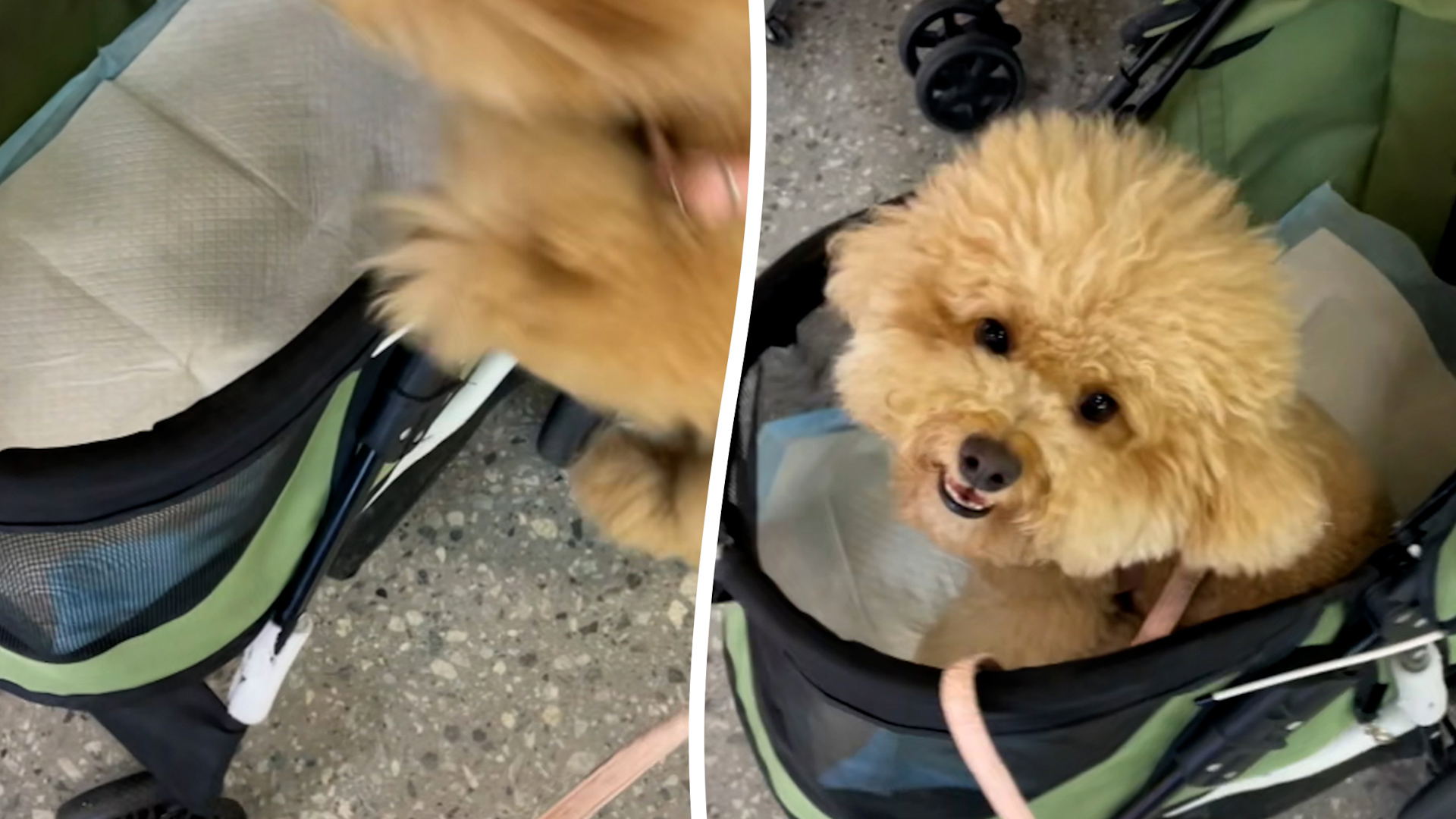 Moment dog leaps into stroller at owner’s signal