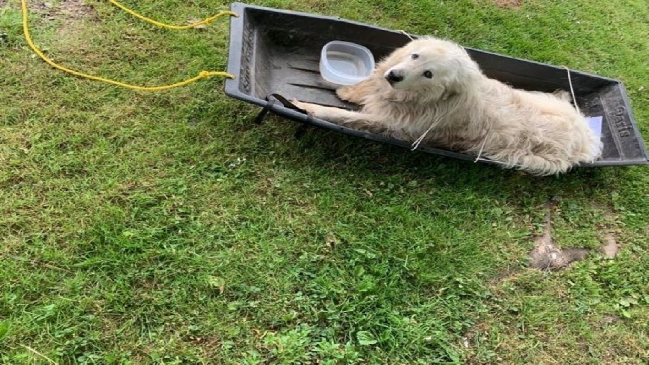 Dog is left tied to a sled with a note saying, 