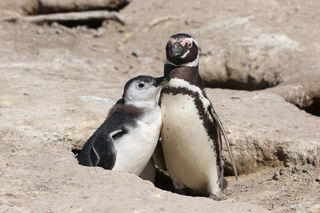 World’s largest penguin colony near Antarctica hit by ‘alarming ...