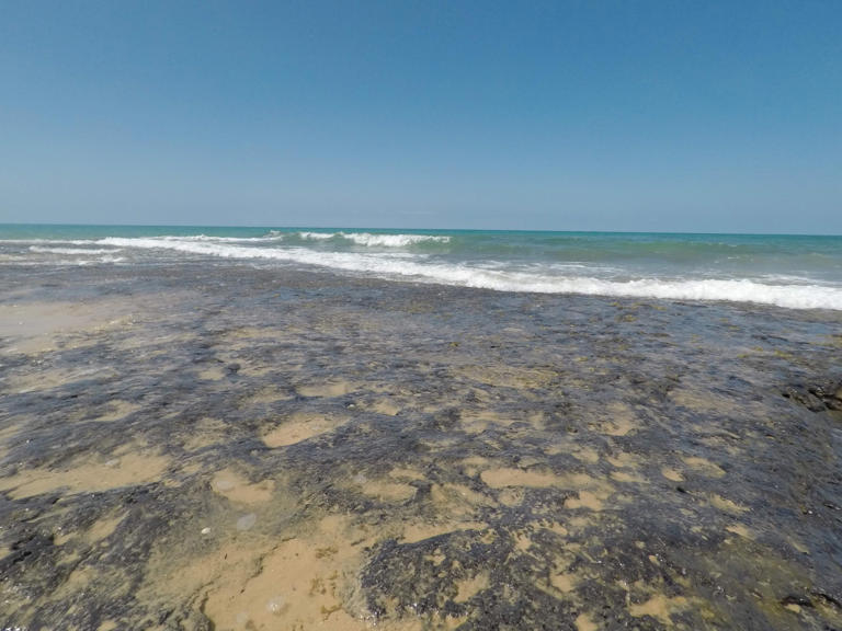 5,000 years ago, these forests drowned. Now they're thriving reefs ...