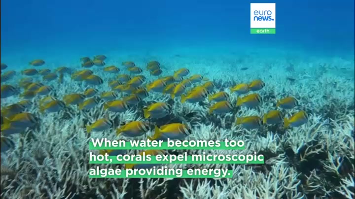 They're not dead yet: bleached corals recover in record time after ...