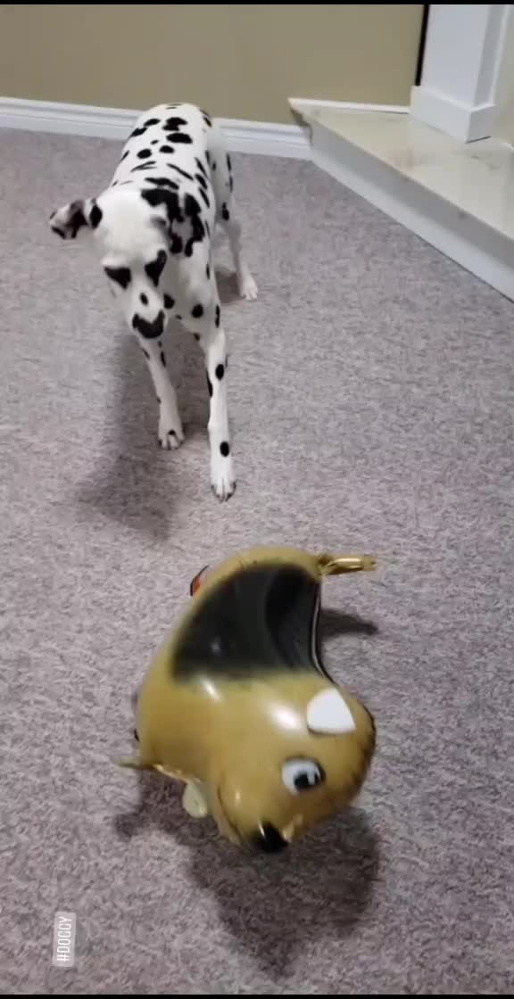Confused dalmatian meets a balloon for the first time!
